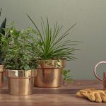 گیاهان دشمن استرس، چه گیاهانی هستند؟