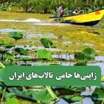 ژاپنی‌ها حامی تالاب‌های ایران – سلامت نیوز