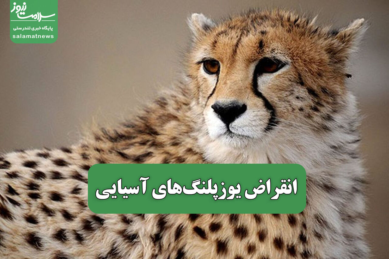 انقراض یوزپلنگهای آسیایی – سلامت نیوز