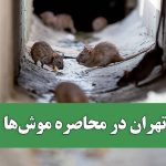 تهران در محاصره موش‌ها – سلامت نیوز
