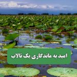 امید به ماندگاری یک تالاب