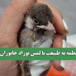 لطمه به طبیعت با لمس نوزاد جانوران