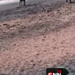 زخم نوروزی مسافران بر چهره‌ زیبا جزیره‌ هرمز