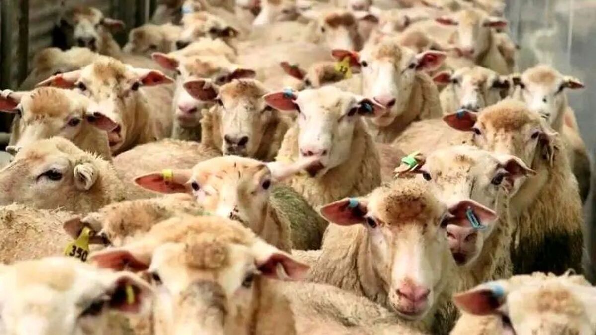 قیمت جدید دام زنده امروز ۲۹ فروردین ۱۴۰۴/ قیمت گوسفند و گوساله افزایش یافت + جدول