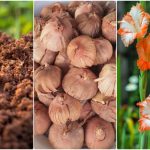 روش کاشت، نگهداری و و پرورش گلایل در خانه
