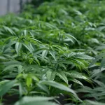 تعبیر خواب برگ شاهدانه برای زن متاهل و باردار و دختر مجرد از روانشناسی