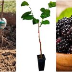 آموزش کاشت نهال توت سیاه در خانه+ روش نگهداری و زمان کاشت