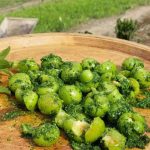 طرز تهیه هلی کتنی (گوجه سبز کوبیده) به روش اصیل شمالی