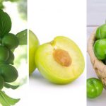 آموزش کاشت هسته گوجه سبز در گلدان + روش نگهداری