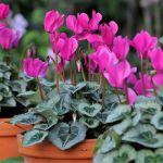 پرورش گل سیکلامن در خانه؛ از کاشت تا مراقبت‌های ضروری