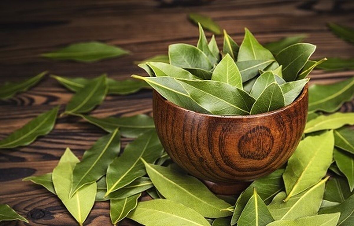 برگ بو؛ گیاهی خوشعطر با خواص شگفتانگیز درمانی
