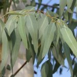 جنگجوی ضد عفونت را بشناسید