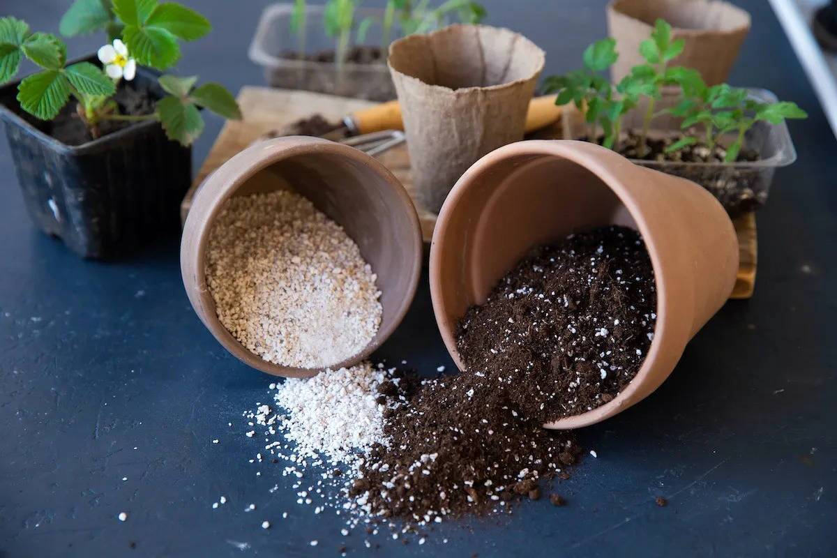 بهترین ترکیب خاک برای گیاهان آپارتمانی چیست؟