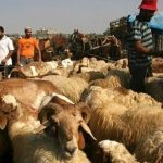 قیمت دام زنده امروز ۲۲ اردیبهشت ۱۴۰۴ / قیمت دام زنده در تهران چند شد؟ + جدول