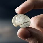 چرااین افراد حجم مغز کمتری دارند؟