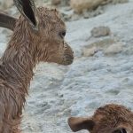 نجات دو بزغاله کوهی در شیبکوه هرمزگان + فیلم