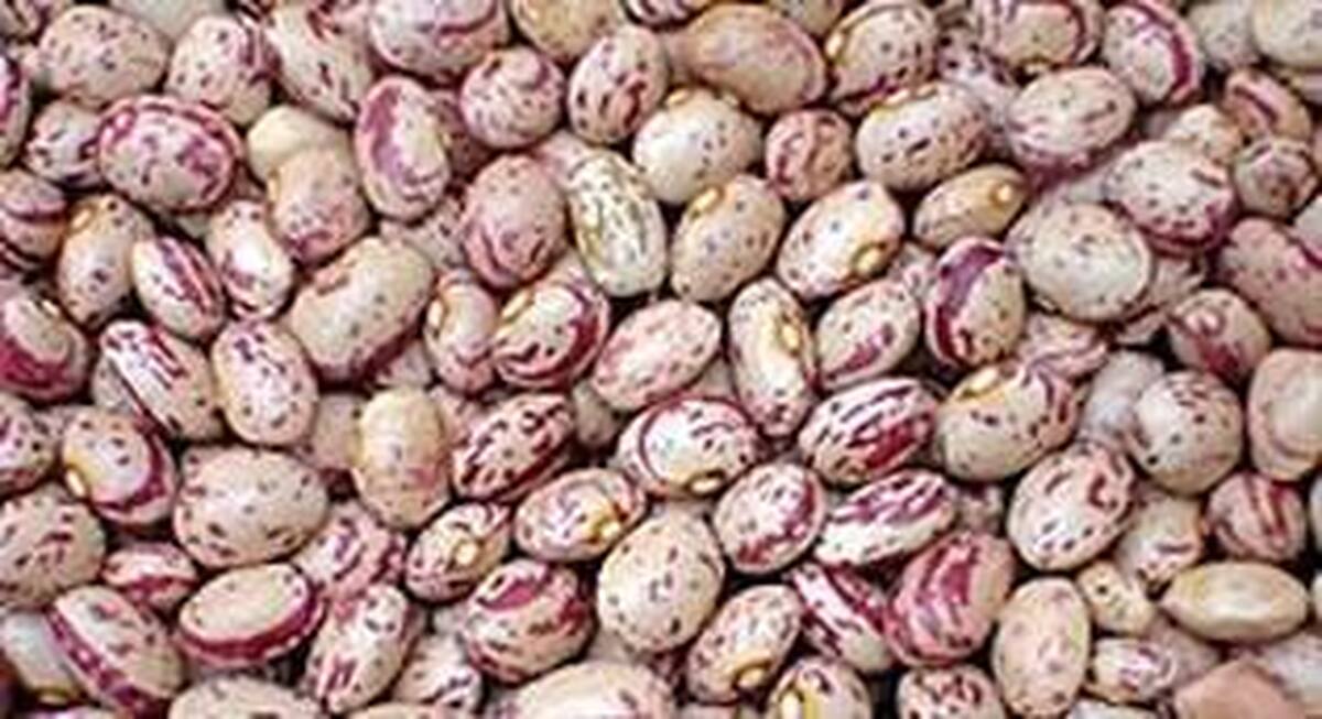 روزهای آخر گرانی لوبیا چیتی است