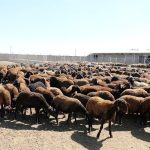 قیمت دام زنده سبک به کیلو ۳۰۰ هزارتومان رسید