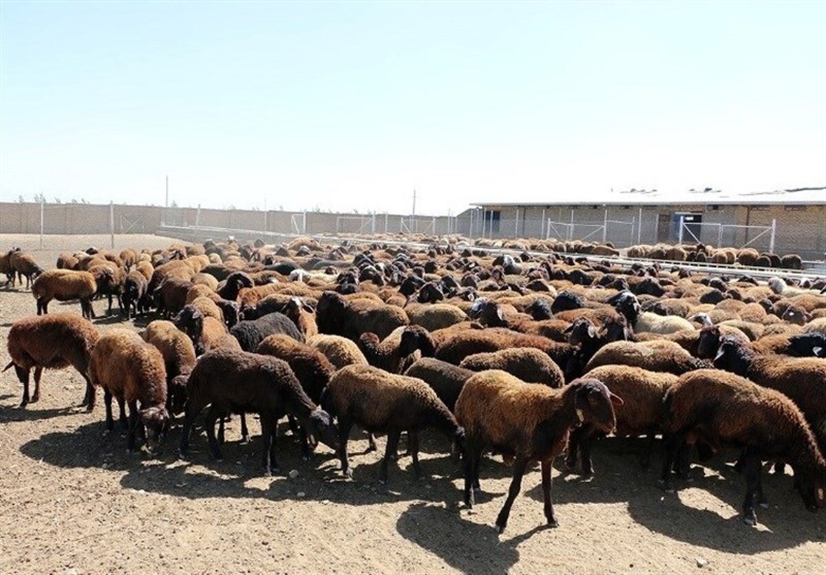 قیمت دام زنده سبک به کیلو ۳۰۰ هزارتومان رسید