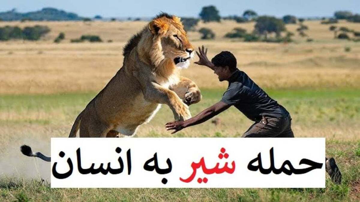 حمله برق آسای شیر به مرد کنجکاو + فیلم
