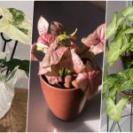روش نگهداری، پرورش و تکثیر گیاه سینگونیوم