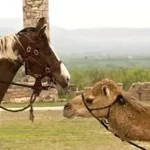 تعبیر خواب شتر و اسب برای زن متاهل و باردار و دختر مجرد از روانشناسی