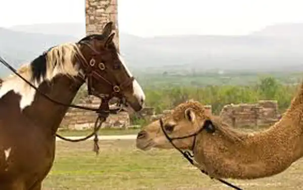 تعبیر خواب شتر و اسب برای زن متاهل و باردار و دختر مجرد از روانشناسی