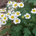 تعبیر خواب باغ گل بابونه برای زن متاهل و باردار و دختر مجرد از روانشناسی