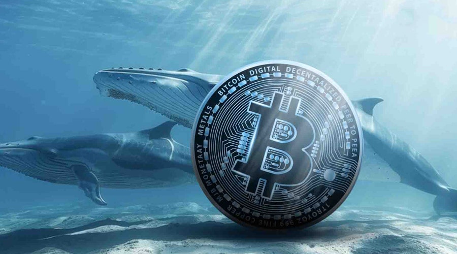 سیگنال مثبت نهنگها برای بیتکوین؛ انباشت حتی در اوج قیمتها ادامه دارد!