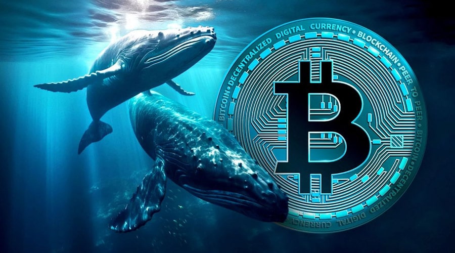 دفاع تمامقد نهنگها از رالی بیتکوین؛ ۸.۵ میلیارد دلار BTC دیگر انباشت شد!