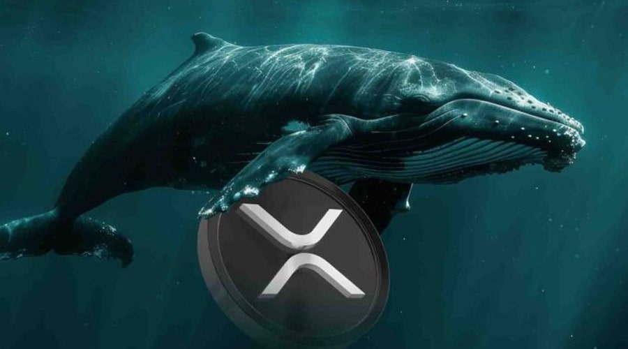 شرطبندی ۶ میلیون دلاری نهنگ بزرگ روی ریپل! قیمت XRP آماده انفجار است؟