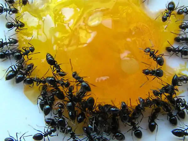 تعبیر خواب مورچه روی خوراکی برای زن متاهل و باردار و دختر مجرد از روانشناسی