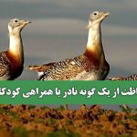 حفاظت از یک گونه نادر با همراهی کودکان