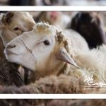 ذبح گوسفند به شرط سلامتی
