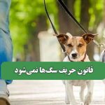 قانون حریف سگ‌ها نمی‌شود – سلامت نیوز