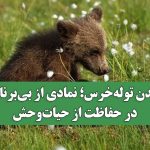 گمشدن توله‌خرس؛ نمادی از بی‌برنامگی در حفاظت از حیات‌وحش