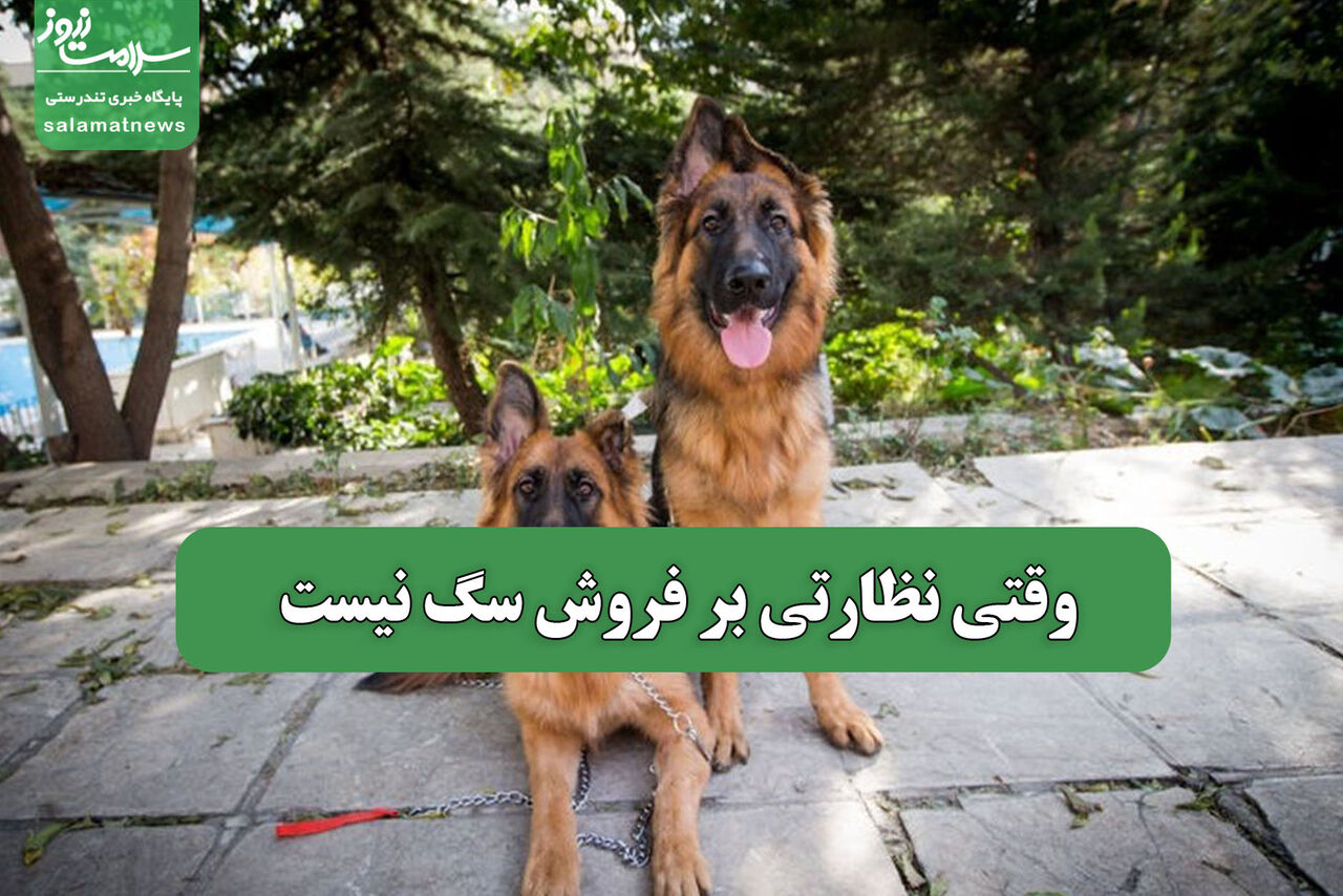 وقتی نظارتی بر فروش سگ نیست
