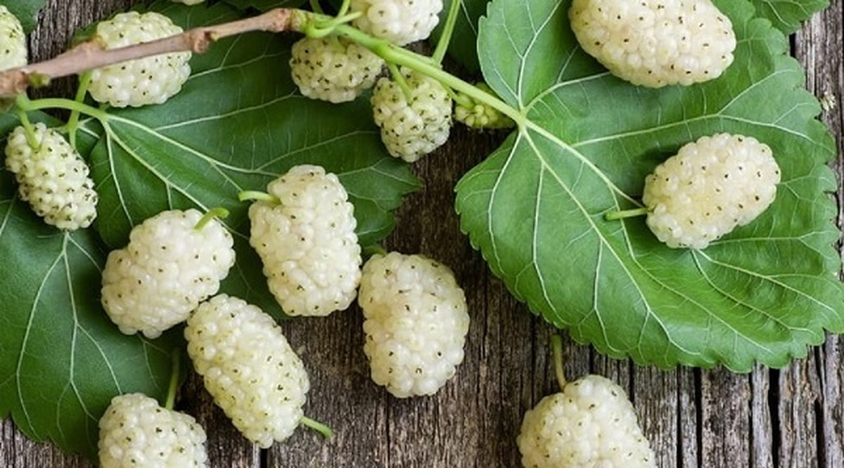 این میوه بهاری دیابت را کنترل و پوست را شفاف میکند