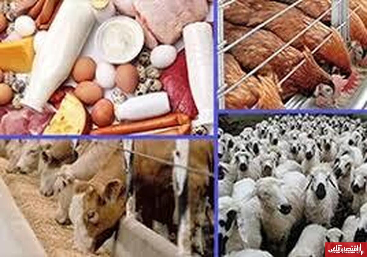۱۴ درصد محصولات دامی کشور در اصفهان تولید میشود