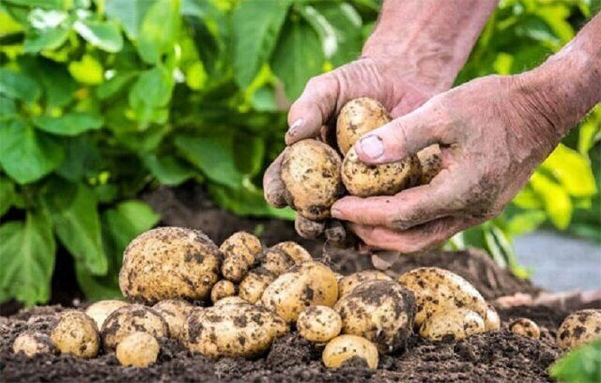 کاهش قابل توجه قیمت میوه و سبزیجات/ قیمت سیبزمینی نصف شد