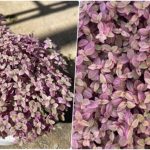 روش کاشت؛ پرورش و نگهداری گیاه کالیسیا