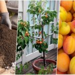 آموزش کاشت هسته زردآلو+ روش نگهداری و زمان کاشت