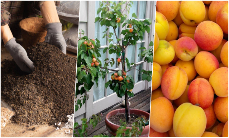 آموزش کاشت هسته زردآلو+ روش نگهداری و زمان کاشت