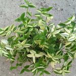 روش نگهداری، پرورش و تکثیر گیاه ترادسکانتیا پالیدا (برگ بیدی)