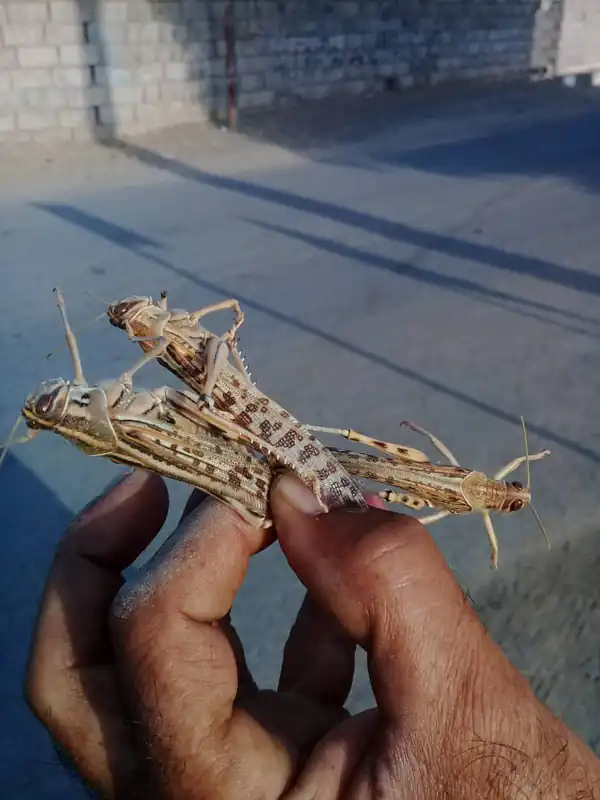 تعبیر کشتن ملخ در خواب برای زن متاهل و باردار و دختر مجرد از روانشناسی