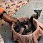 تعبیر خواب مار در لباس برای زن متاهل و باردار و دختر مجرد از روانشناسی