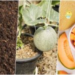 آموزش کاشت و نگهداری گرمک در گلدان+ بهترین زمان کاشت