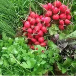 تعبیر خواب سبزی خوردن امام صادق برای زن متاهل و باردار و دختر مجرد از روانشناسی