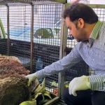 خرس زخمی دنا تلف شد