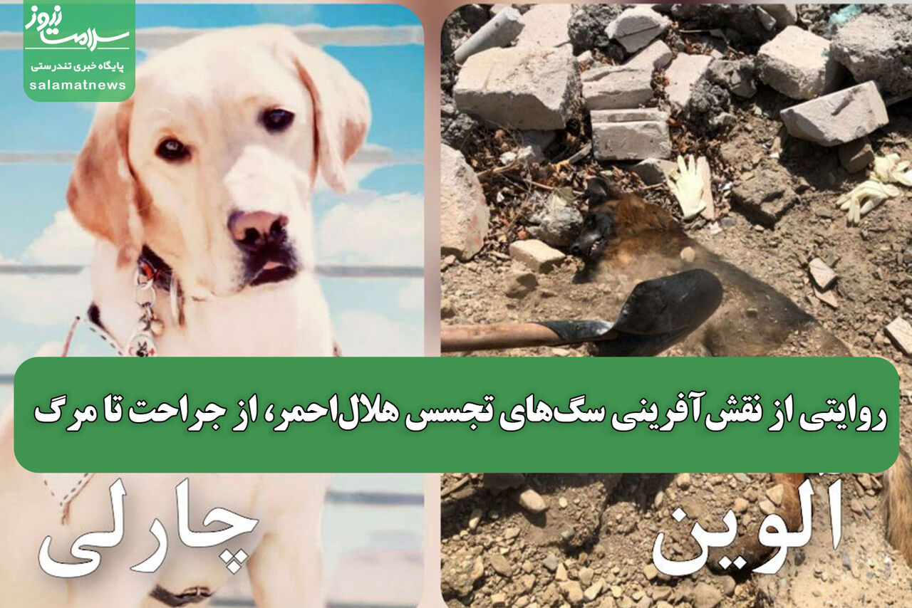 روایتی از نقشآفرینی سگهای تجسس هلالاحمر، از جراحت تا مرگ
